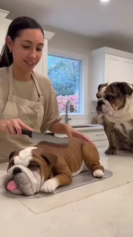 #duet with @Marit #pet #😂😂😂 #doglover #foryoupage 