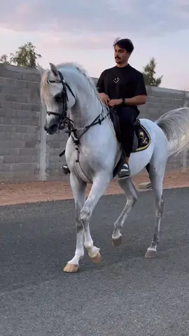 #اكسبلورexplore #خيل_وخياله🐎 #مربط_الشلاش #capcutvideo #explore #horse #fyp #viralvideo #pageforyou 