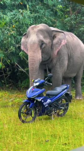 Mang chuyện ra đi kể : voi review xe không ai tin 😂 #voi #xuhuong #huyenlak 