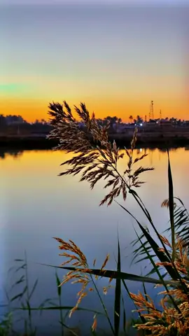 شلون أنطاك گلبك تگدر بدوني💔😔       #اقتباسات #عباراتكم_الفخمه📿📌 #حزن #ريف #تصميم_فيديوهات🎶🎤🎬 