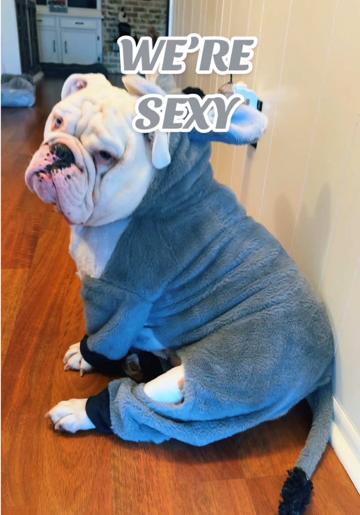 Tiger made his Puss in Boots debut  #shrek #halloween #donkey 