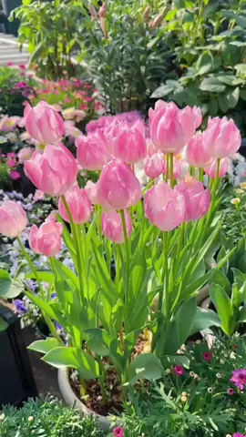 #fffffffffffyyyyyyyyyyypppppppppp #🌷🌷🌷🌷🌷🌷🌷 #لايك_متابعه_اكسبلور #اعادة_النشر🔃 #foryour 