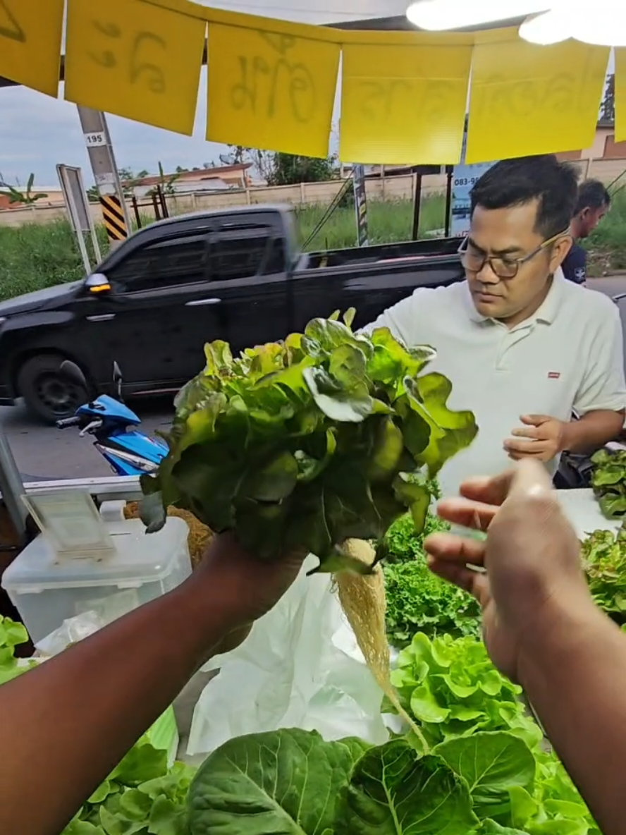 ขายผักกันครับ ต้นละ20 ทั้งร้านครับ #fblifestyle 