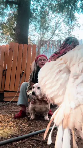 Turkeys make the best friends ♥️Mr.Handsome is the absolute sweetest boy. I love him so much. He follows me everywhere ♥️ #Turkey #homestead 