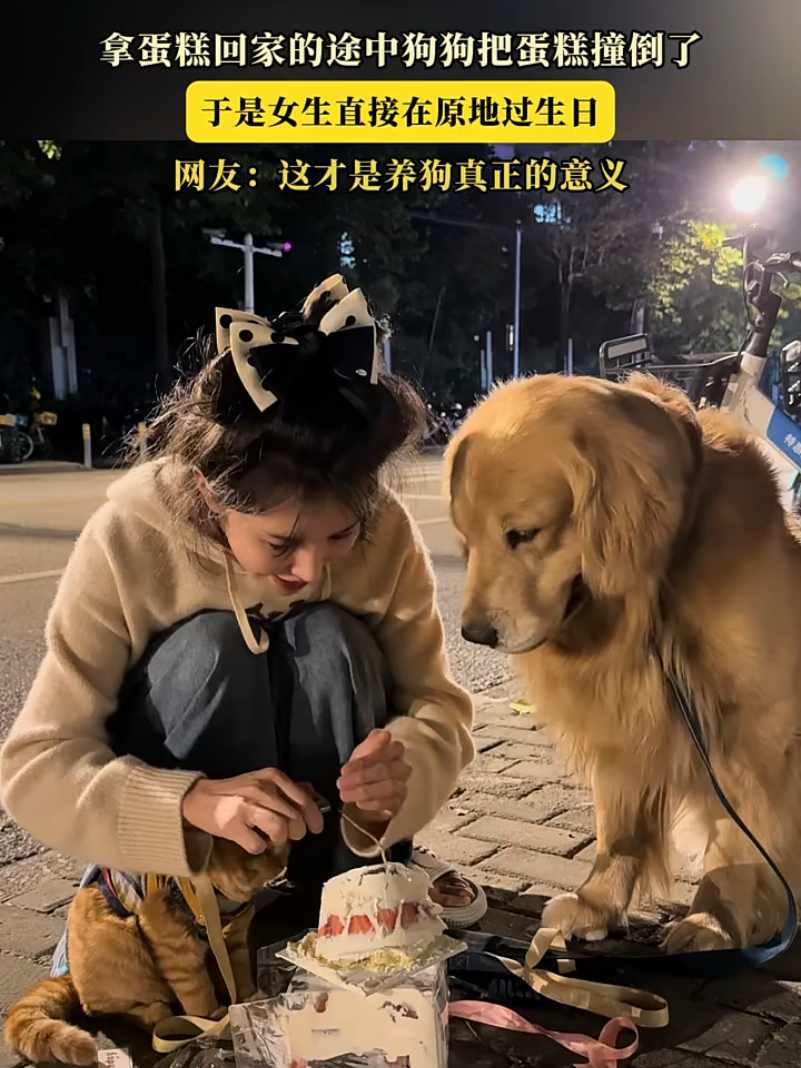 ❤ #狗 #狗狗 #黄金 #黄金猎犬 