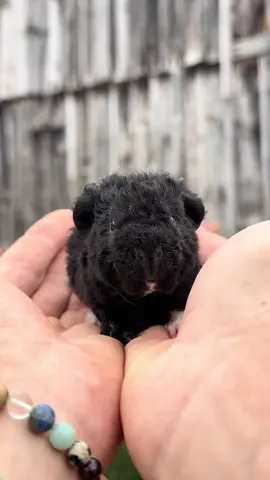 #cute #baby #guineapig 