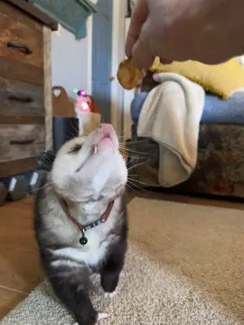 Happy Saturday. Here is Walter enjoying a French fried onion 🤌🏼 I’ll vacuum my carpet later. I’m also playing Mario Galaxy and drinking cold coffee. Oh please let me never grow up 🥹