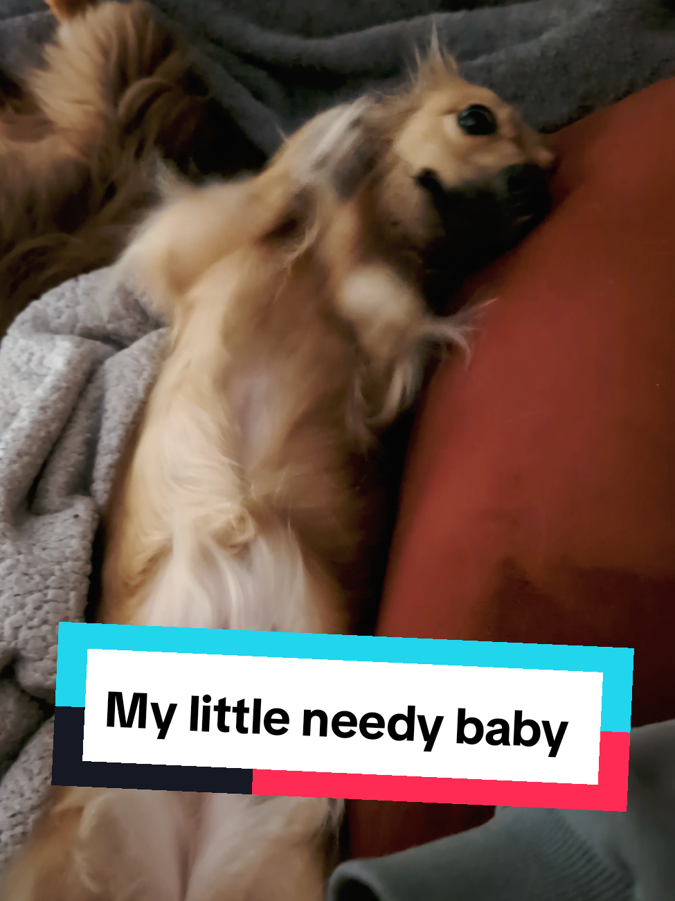 I love the paws! she is definitely one of the best snugglers I have! 😊 enjoy snuggling your pups today and everyday!  #fun #fyp #snuggles #cute