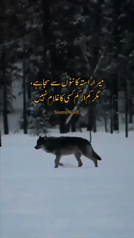 🐺♠️ #stormwolf🐺 #myblock365🏴 #viral #foryou #viewsproblem 