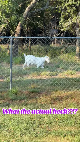 She’s fine…a moment after I stopped recording she stood up and ran to get her breakfast as usual….#goat #goatsoftiktok #farmlife #barnyard #weirdpets 