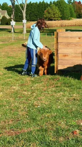 The Highlands were just adorable and snuggable this morning! @Stoneviewfarm #highlandcow #highlandcows #autism #autismfamily #farmtok 