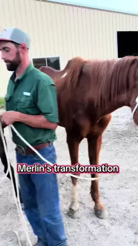 @HappyCowVodka @moosevalleyranch #horse #horses #nfr #nfrfashion 