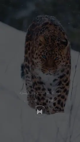 🖤😌 … #dhok_akri_hauler_zaxo_karkok_denarta_ #foryou #اكسبلور_explore #fyp 