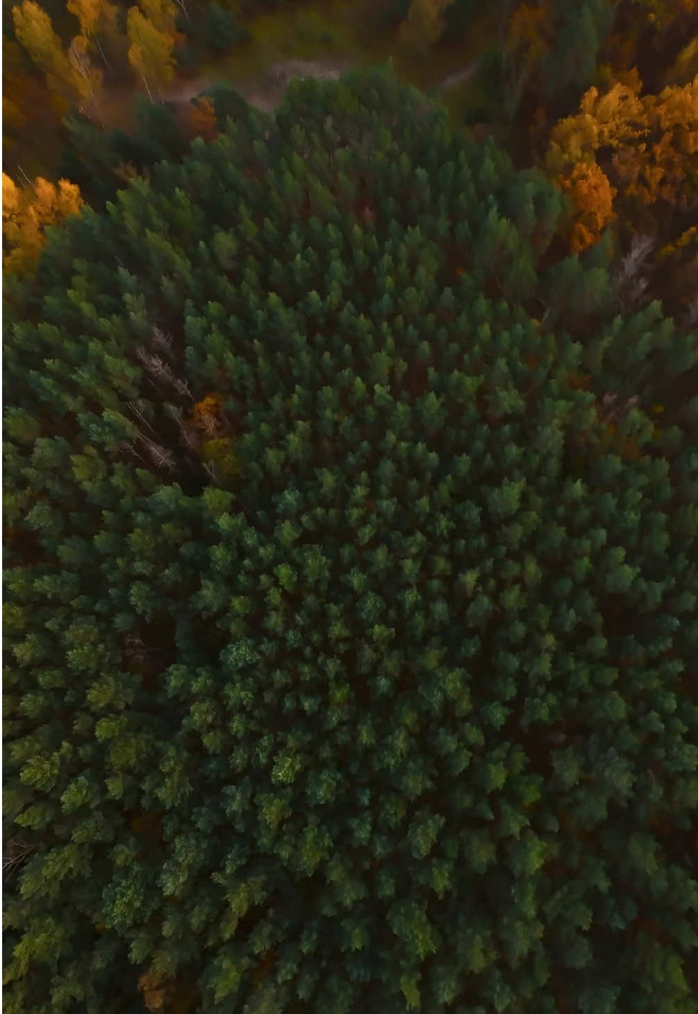 The colors of autumn are amazing! #fpv #drone #nature #fall #cinematic 
