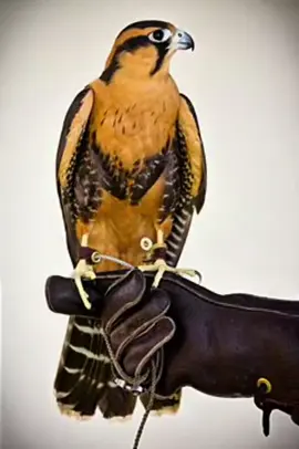 #احذر_الحر_تامر_البدوي #fyp 