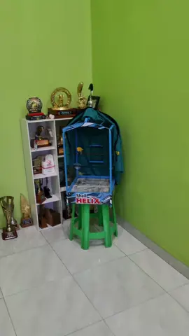 masyaallah😇😍🫶 . #kenarimaniaindonesia #kicaumania #fyppppppppppppppppppppppp #DIY #kenariindonesia 