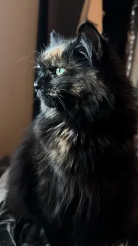 Bathroom for royalty 👑 ✨ @PetSafe Brand 