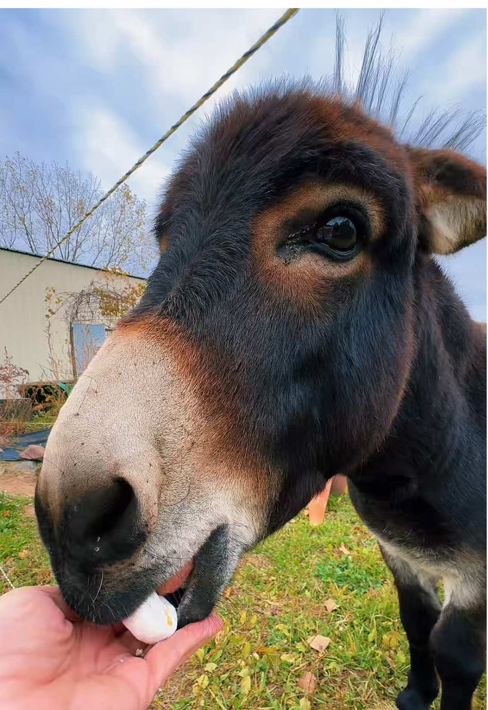 Henry went from nap to cardio for those donuts! #fyp #boggsfunnyfarm #henry #donuts 