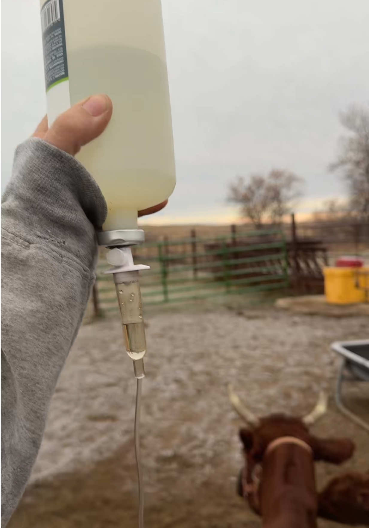 Please send us prayers. I already lost 1 cow this year to heart failure, I don't want to loose another. 