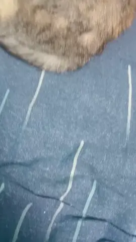 что с ней?#кошка #cat #catsoftiktok #что #пк #компьютер #fyp #ryp 