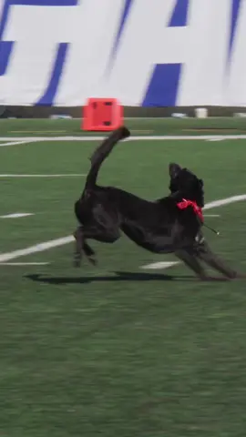 Wee 🐶 #nyg #nfl #giants #halftimeshow 