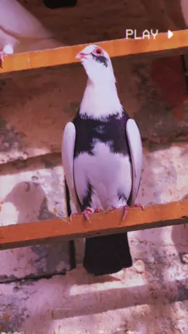 العيونك صديقي💜 @امير محمد #ارفلي_ملك_الساحه🤫😏 #تصميم_فيديوهات🎶🎤🎬 