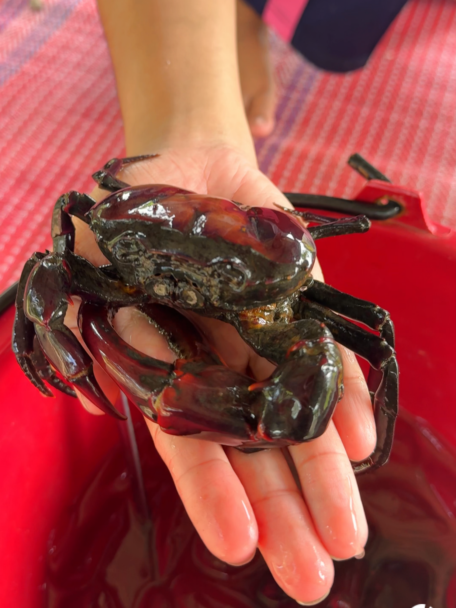 ออกล่า ปูนายักษ์ ใหญ่กว่าปูนาปกติ 2-3 เท่า #ปูนาใหญ่ #ปูนาพระเทพ #ปูราชินี