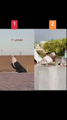 #مشاهدات #صعدو_الفيديو #كفو #ح #شعب_الصيني_ماله_حل😂😂 