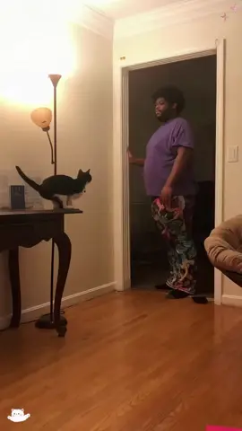 #funnycats #cat #cats 