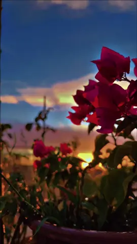 هُناك رحيل نختاره ورحيل نُجبر عليه وبين الراحيلين قلوب تحيا وقلوب تموت#🖤🖤🖤🖤🖤🖤🖤🖤🖤🖤🖤🖤🖤🖤 