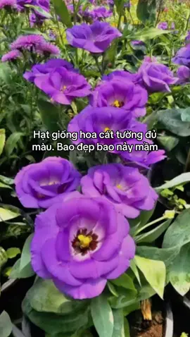 Hạt Giống Hoa Cát tường nhiều màu 