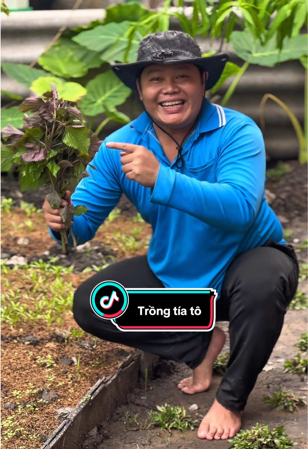 Cách trồng tía tô tại nhà cực kỳ đơn giản #trongcay #rausach #rau #tiktok #xuhuong 