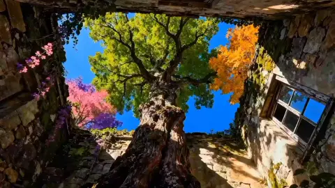 “Sau cùng, người chúng ta cần chiến thắng cũng chỉ có chính mình mà thôi. Khi đã chín chắn, bạn sẽ phát hiện thế giới này không hề chiều theo ý bạn. Chẳng qua chúng ta đều đang cố gắng hết sức để duy trì cuộc sống của mình, và sẽ may mắn biết bao nếu ta có thể kiên trì với ước mơ của bản thân sau bao nhiêu thăng trầm, tối sáng.” Trích: 《Chưa từng trải qua làm sao thấu hiểu》  Tác giả: Xa Như Vậy Gần Như Thế, Ngọ Ca, Cư Kinh Vĩ, Lý Hà Tây... Dịch giả: Tạ Thu Ngân _____________ #vibes #viral #thanhxuan #xuhuong #chill 