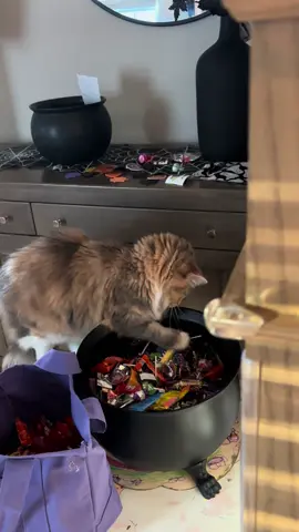 Every morning I wake up and there’s been a lollipop on my floor…now it makes sense #cats #catsoftiktiok #caturday