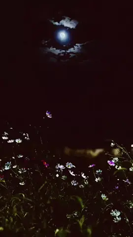 #اقوال_خلدها_التاريخ #اقتباسات #هاشتاكات #لايكات #fyp 