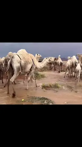 #explore #fyp #foryou #اكسبلور 