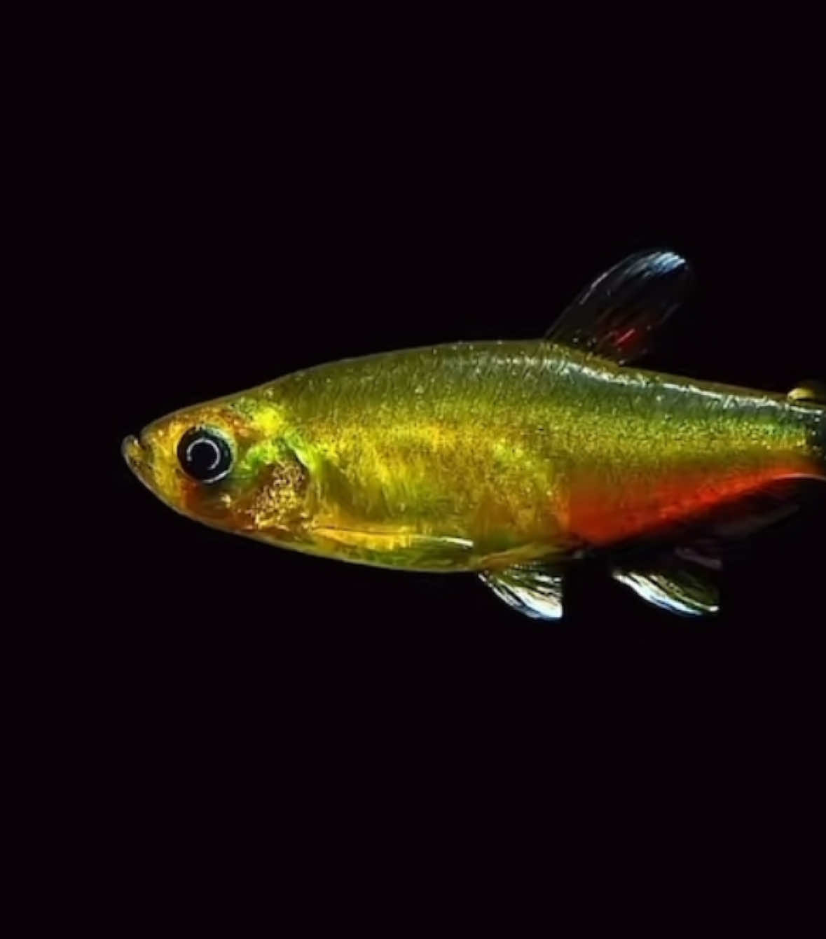 WEIRD FISHES-RADIOHEAD.2#music#weirdfishes#radiohead#fishes#fyp