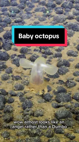 Delightfully, during our exploration in the waters of the #CookIslands, we came across this mini #octopus while diving with #ROVLittleHercules over 5,100 meters deep. While the team exploring live initially guessed it was a dumbo #octopus, a closer look at the footage suggests it is a baby #cirrateoctopus from the Cirrothauma genus. This type of octopus is unique in that it lacks lenses in its eyes and can be recognized because its eyes are covered by tissue in the head, making them less visible than the eyes of its dumbo octopus relatives. Enjoy stunning views of this delicate gelatinous individual thanks to the expedition's field testing of DeepSea’s MxD camera!