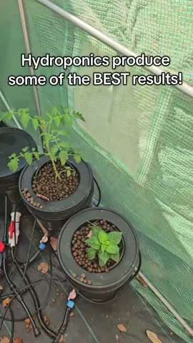 Love this DWC system! Shat do yabgrow in yours? #vevor#hydroponics#tiktokshopcreatorpicks #tiktokshopblackfriday #tiktokshopcybermonday @Vevor Store US 