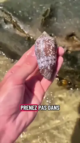 Le mollusque le plus venimeux du monde 😳 #animaux #conegeographique 