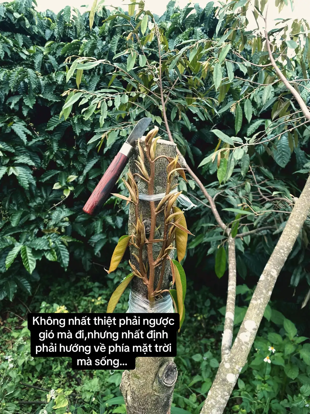 Làm nghề này lãi mỗi cái tình cảm 😂  #ghepsaurieng #47daklak #durianmusangking 