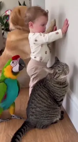 The Cat, Dog & the Baby, and the Forbidden Chocolate · Who Dares Touch a Parrot's Chocolate? Best Funny & Dramatic shorts video😝😝😝🤣🤣🤣😂😂😂😛😛😛….. #cat #parrot #dog #baby #funny 