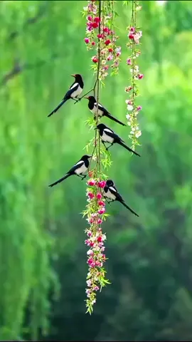 #birds #naturebeauty #videobackground #relaxing #foryou 