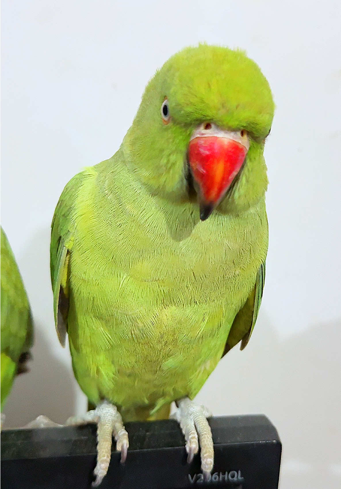 🌸🦜 #parrotsoftiktok #parrottalking #indianringneckparrot #1millionaudition #foryoupageofficiall 