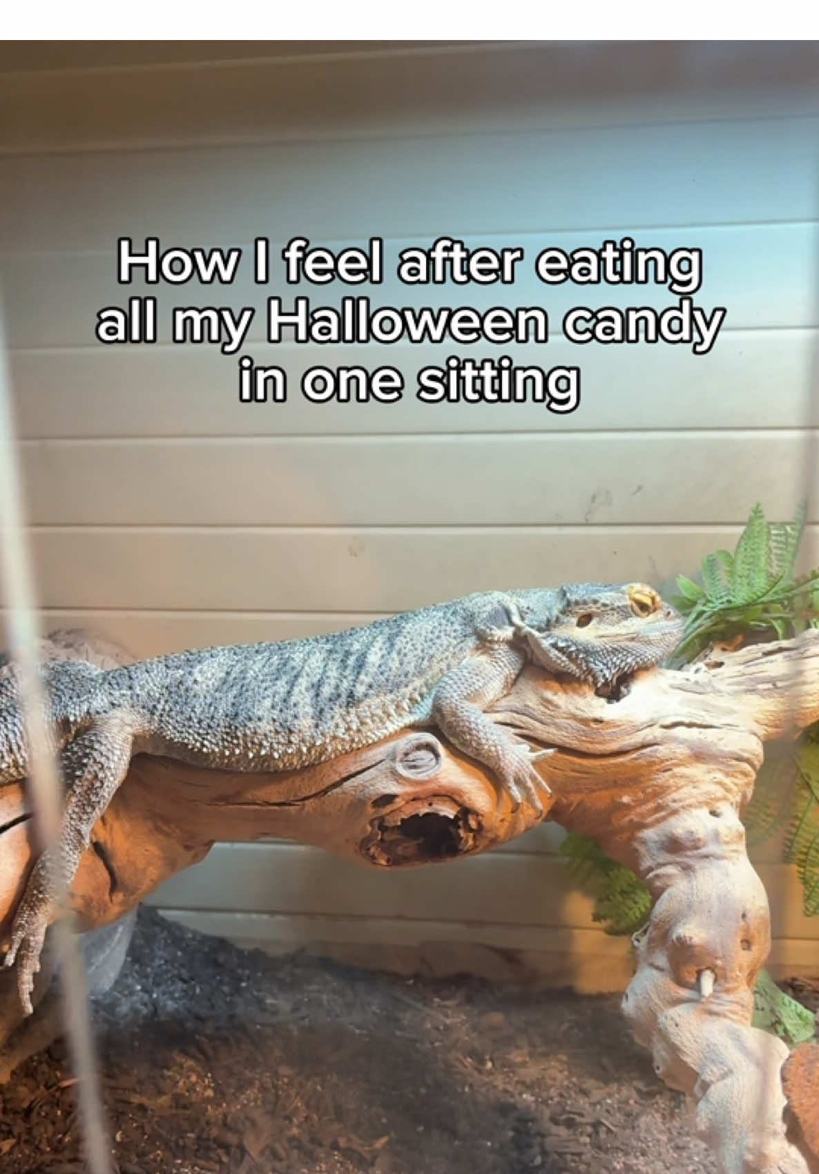 How’s everyone feeling today!? 🍬🍭  #HalloweenHangover #hangover #foodcoma #candyoverload