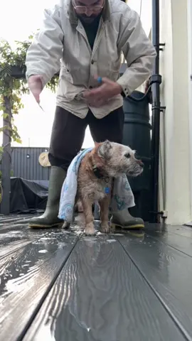 He’s just a small dog #dog #borderterrier #stopmotion #halloween2025 #creatorsearchinsights  