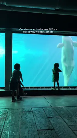 Imagine being 5 years old.  Your favorite thing ever is animals. You’ve been learning about beluga whales all month with mom. Today, you finally got to see one with your own eyes.  Alongside, your best friends, your brothers.  It’s moments like these that remind me why we homeschool. Anywhere can be our classroom.  #homeschoolmom #homeschoollife #homeschooljourney #homeschoolkids #homeschoolfamily                