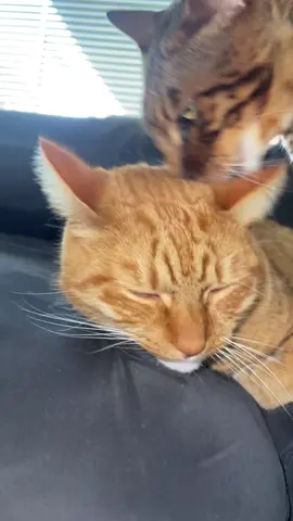 Purrfect groomers #catlover #cattok #catlovers #catwalk #catnoir @Contentfabriek @Roxanne Kwant @️ @✦ Miko 