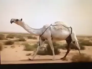 #المبلشات #غرنوقه_بنت_البارز 