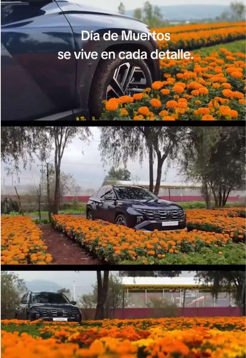 🌼✨Tradición que se vive en cada recorrido